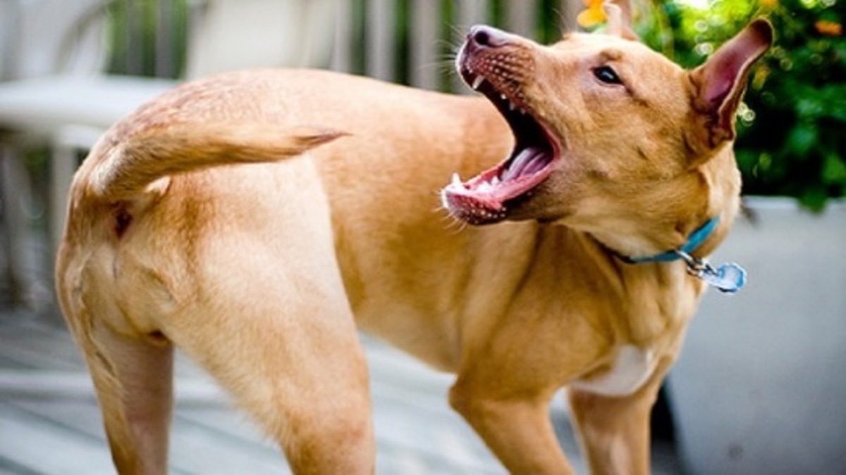 La raison incroyable pour laquelle un chien se mord la pointe de la queue !