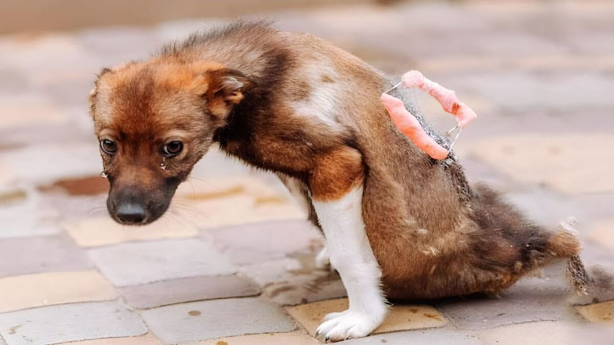 La réaction de ce chiot après avoir été secouru a brisé le cœur de tout le monde