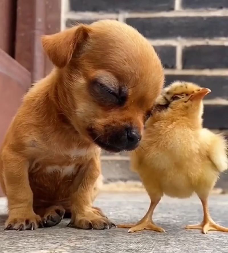 Ce chiot et son ami poussin sont adorables, une vidéo poignante