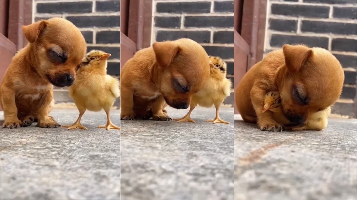 Cette vidéo d'un chiot avec son ami poussin va vous fendre le cœur !