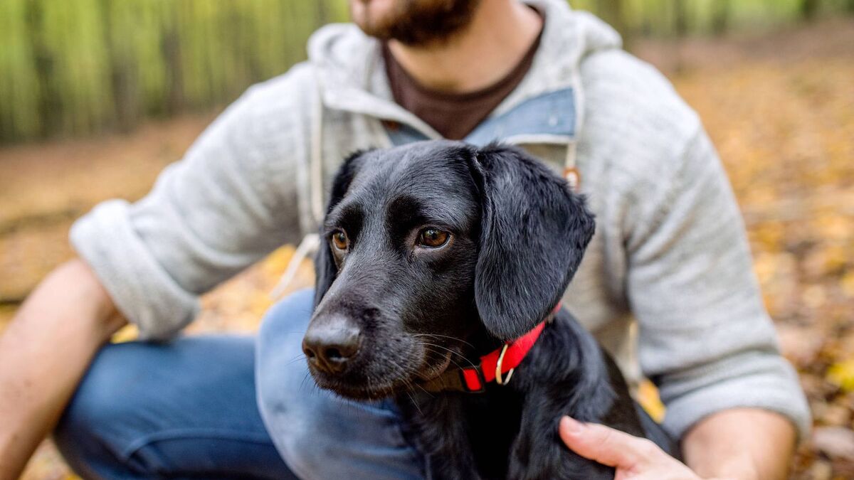 L'astuce d'un expert pour apprendre à un chiot à faire ses besoins là où il faut