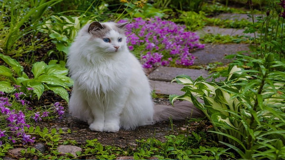 L’astuce infaillible pour empêcher les chats des voisins de venir dans votre jardin