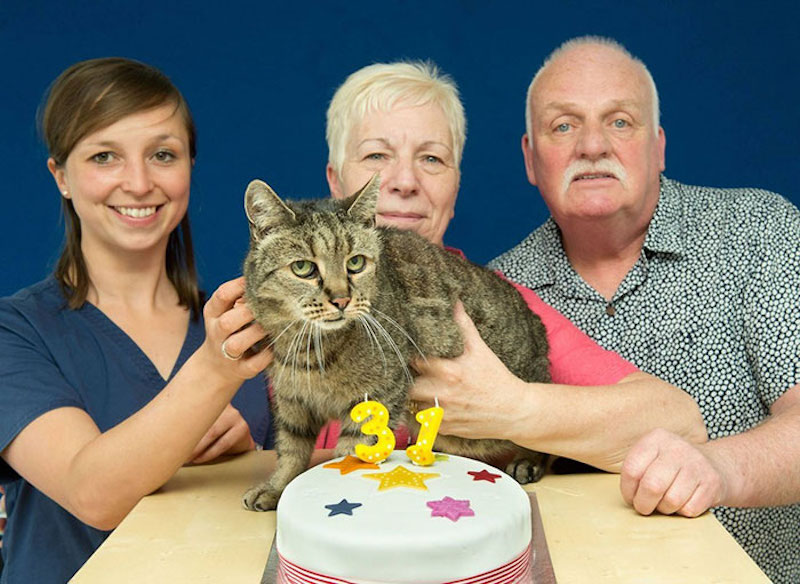 Le chat le plus vieux du monde vient de fêter ses 31 ans, incroyable !