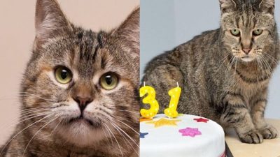 Le chat le plus vieux du monde vient de fêter ses 31 ans, incroyable !