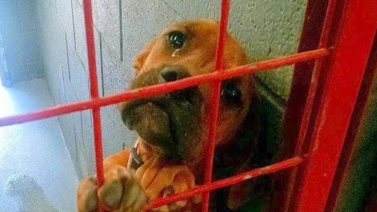 Le chien explose en larmes chaque jour car personne ne voulait l’adopter