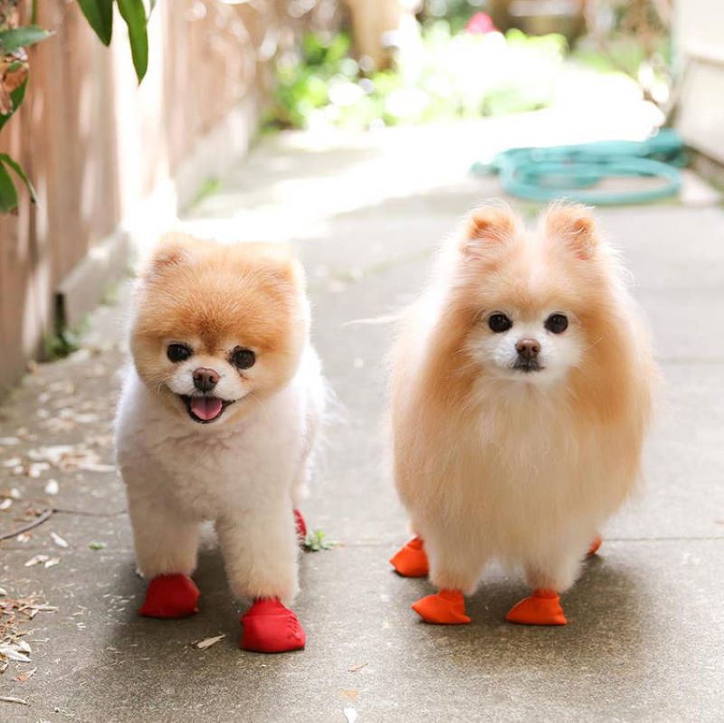 Le chien le plus mignon du monde et son meilleur ami sont inséparables !