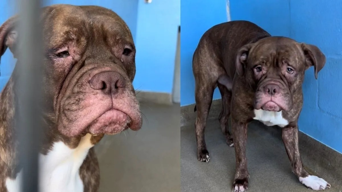 Le chien le plus triste du refuge a été adopté. Voici sa réaction !