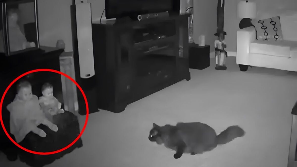 Un chat poursuivi par un prétendu "fantôme" qui sort d'une poupée