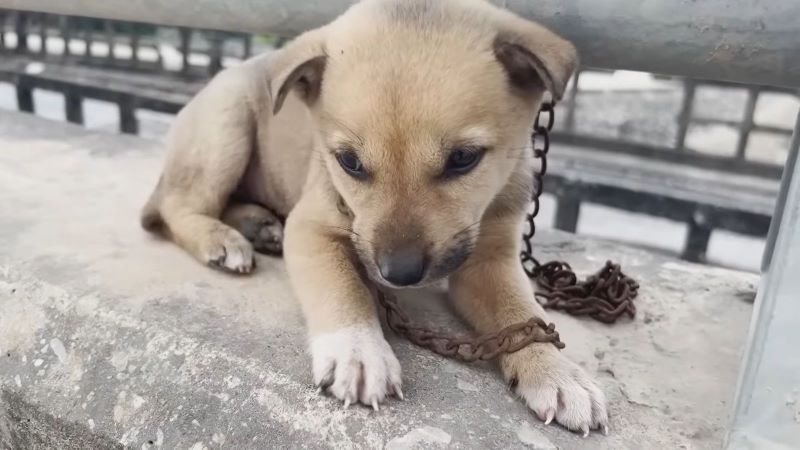 Le chien était si triste qu'il a pleuré désespérément jusqu'à ce qu'ils découvrent la raison