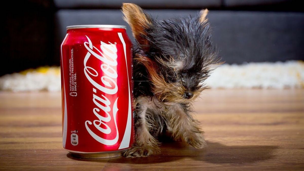 Le plus petit chien du monde mesure seulement 7 cm de haut et va vous faire craquer !