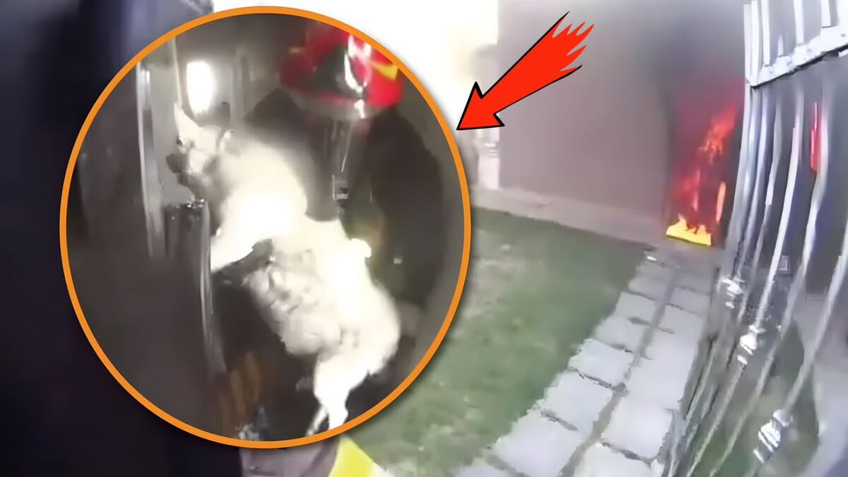 Chien : le sauvetage incroyable d'un chien lors d'un grand incendie (vidéo)