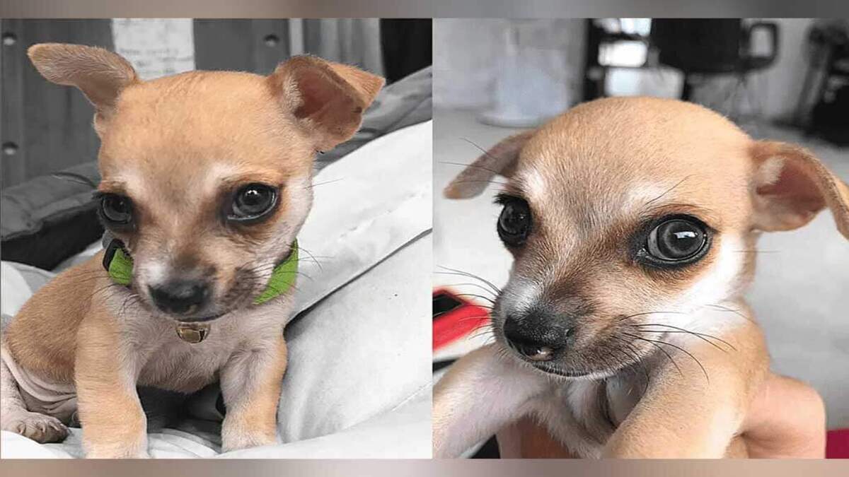 Le chiot Thor est né avec des yeux colorés et un regard captivant