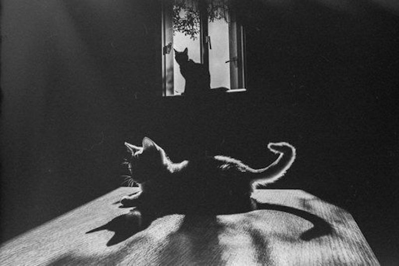 L'énergie des chats et les expériences paranormales avec des chats fantômes