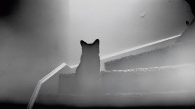 Chats : L'énergie des chats et les expériences paranormales avec des chats fantômes