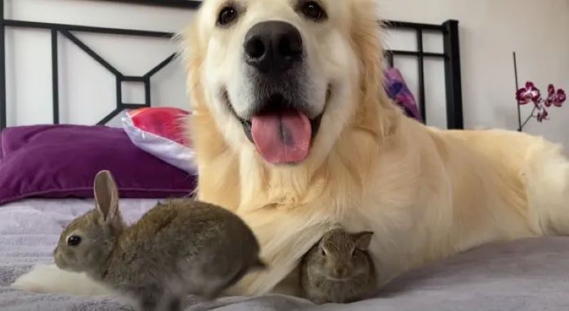 Les bébés lapins réagissent et croient que ce golden retriever est leur papa (vidéo)