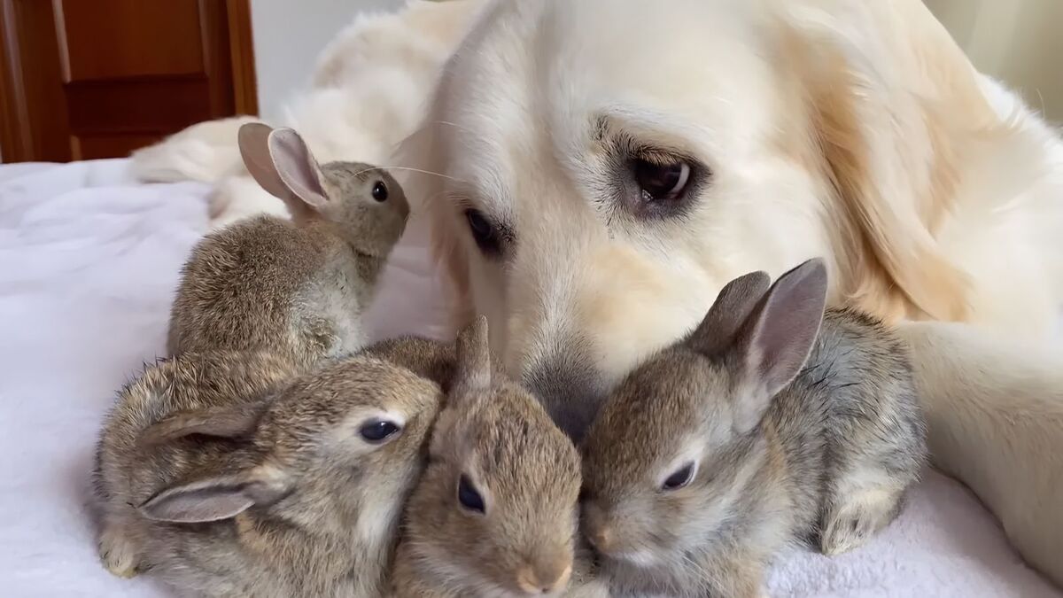 Les bébés lapins réagissent et croient que ce golden retriever est leur père (vidéo)