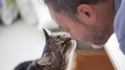 Les chats peuvent-ils avoir le syndrome de Down ? Tout savoir sur cette maladie