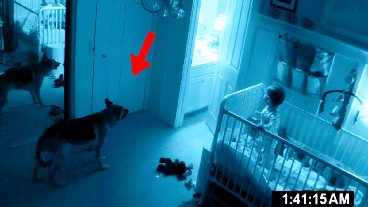 Les chiens peuvent-ils sentir les esprits et les actes paranormaux la nuit ?