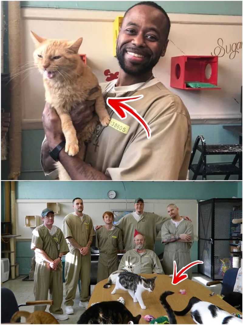 Les détenus de cette prison ont la possibilité d'adopter un chat, à une seule condition