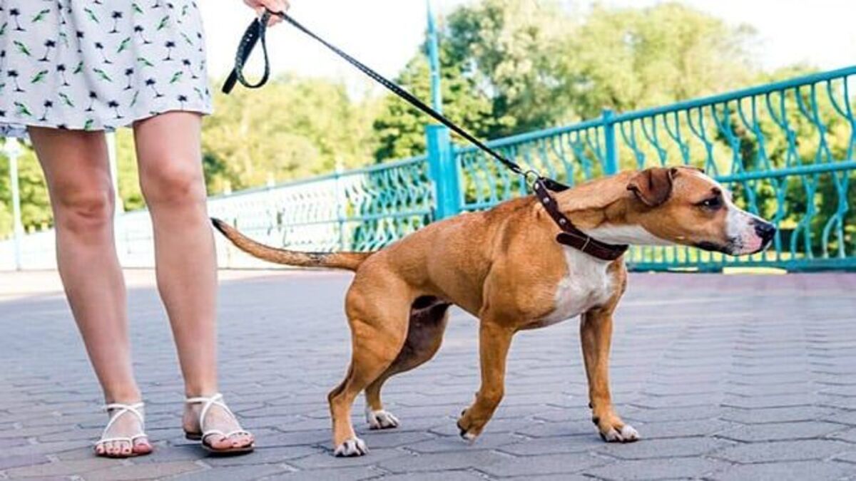 Promener son chien en laisse peut entraîner des problèmes de santé, selon les experts