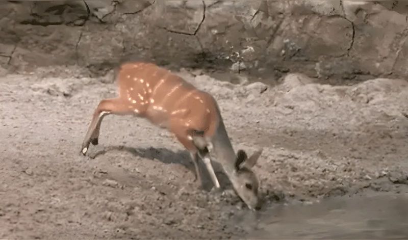  Un cerf échappe de peu à un crocodile, une vidéo qui impressionne tout le monde