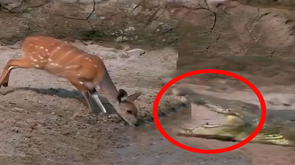Un cerf échappe de peu à un crocodile, une vidéo qui impressionne tout le monde