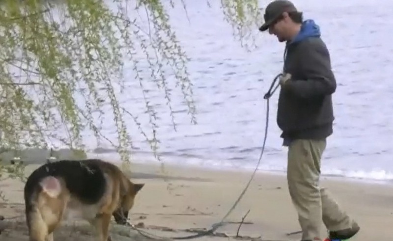 L’étrange périple de ce chien Berger allemand volé dans un parking, une histoire poignante