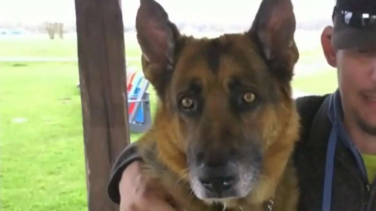 L’étrange périple de ce chien Berger allemand volé dans un parking, une histoire poignante