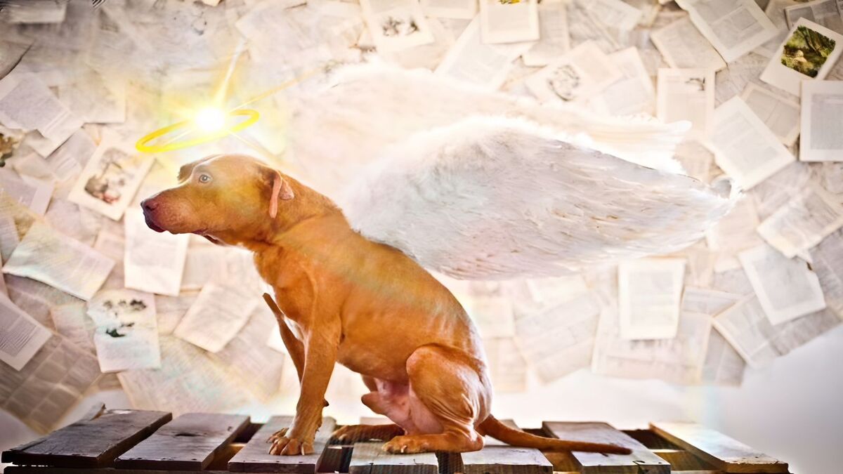 Chien : Lettre émouvante d'un chien parti au ciel qui écrit à son maître