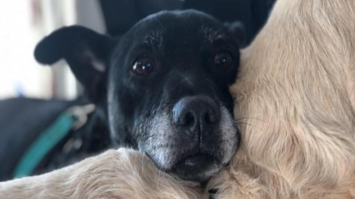 L'histoire de Gary, un chien errant qui a surmonté les obstacles