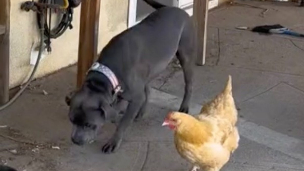 L'incroyable amitié inattendue entre ce pitbull et cette poule fait fondre la Toile !