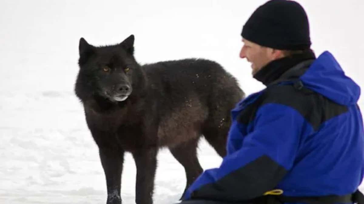 L'incroyable histoire d'un village qui s'est lié d'amitié avec un loup va vous émouvoir !