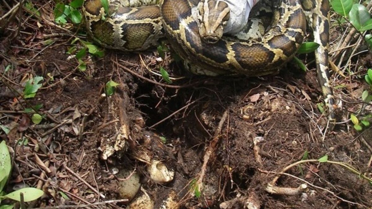 L’invasion de pythons birmans responsable de l’extinction de mammifères
