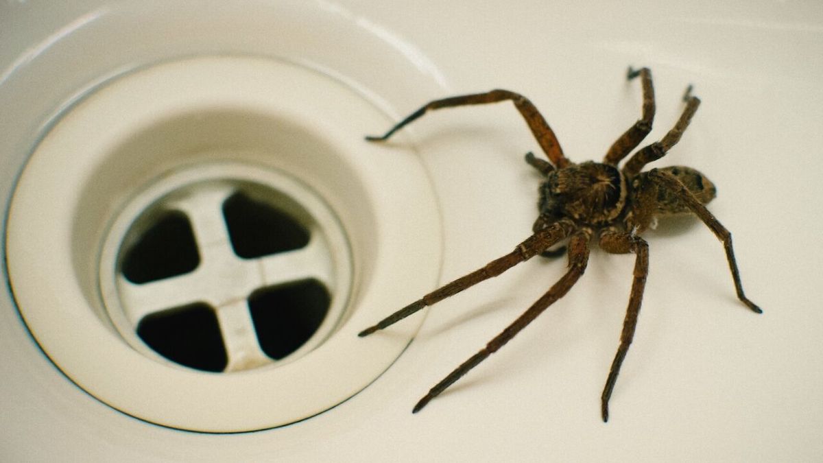 N’attrapez plus jamais les araignées avec un aspirateur, voici la raison terrifiante !