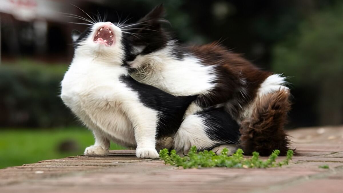 Pour quelle raison les chats font-ils beaucoup de bruit lors de l'accouplement ?