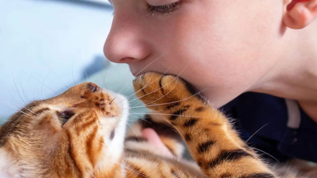 Pourquoi les chats mettent-ils leurs pattes sur votre visage ? Les 6 raisons surprenantes