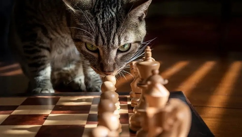 Pourquoi les chats ouvrent-ils la bouche lorsqu'ils sentent quelque chose