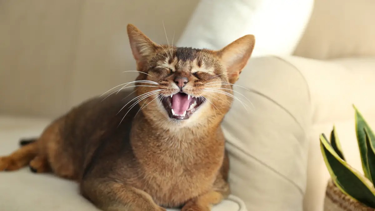 Pourquoi les chats ouvrent-ils la bouche lorsqu'ils sentent quelque chose
