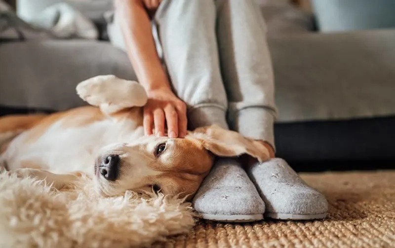 Pourquoi les chiens aiment-ils être à côté de nos pieds ? Découvrez la raison