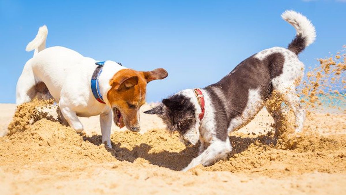 Pourquoi les chiens creusent-ils ? Découvrez toutes les raisons