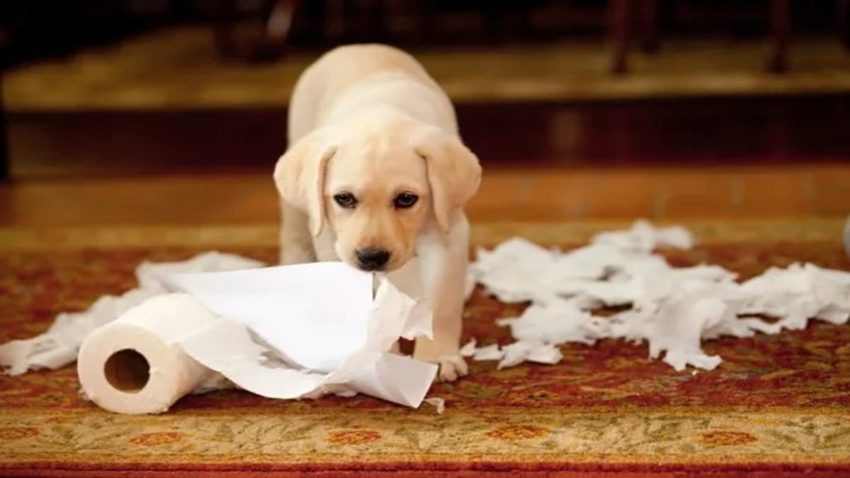 Pourquoi les chiens mangent-ils du papier toilette ?