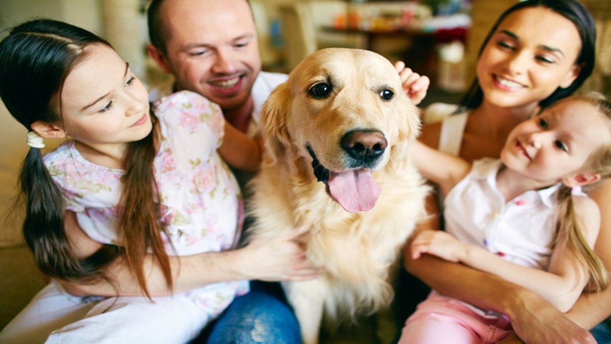 Pourquoi les chiens sont des membres spéciaux de la famille ?
