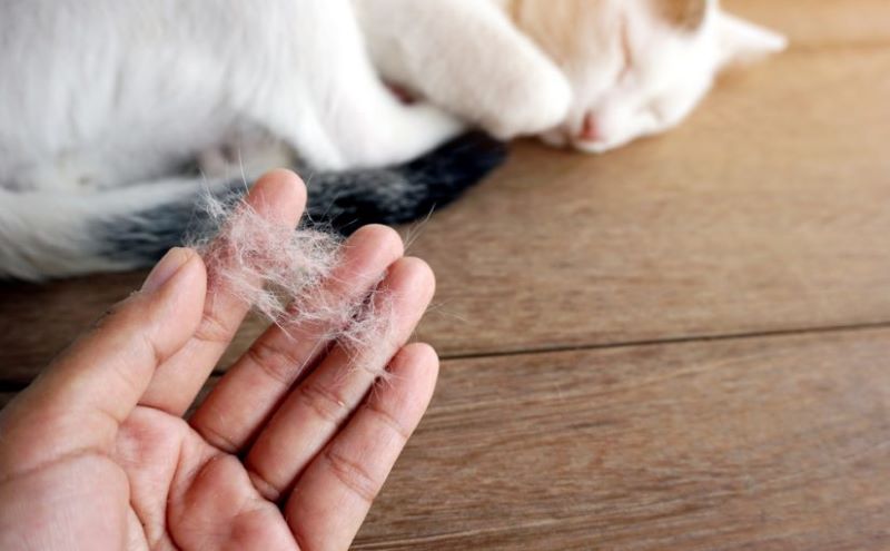 Pourquoi mon chat perd-il beaucoup de poils ? 5 causes et solutions