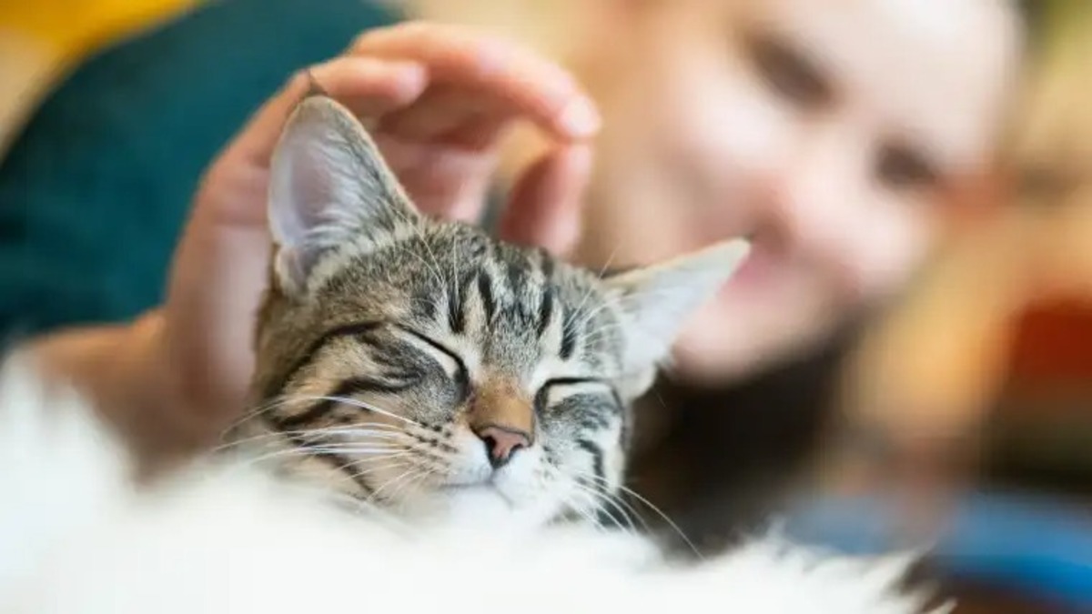 Pourquoi mon chat perd-il beaucoup de poils ? 5 causes et solutions