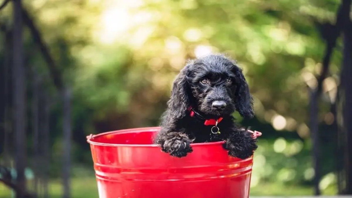 Pourquoi mon chien fouille-t-il dans les poubelles ? Conseils pour l'éviter