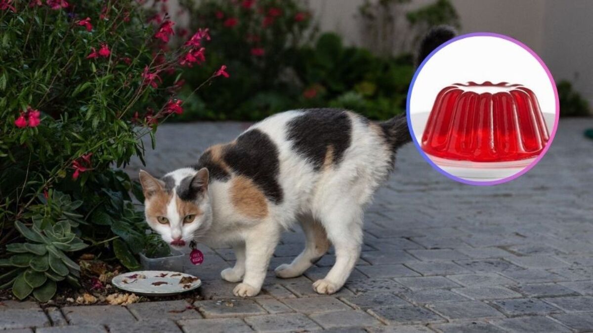 Que se passe-t-il si votre chat mange de la gélatine ? Voici la réponse