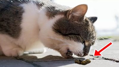 VPourquoi les chats vomissent-ils des boules de poils et comment les éviter ?