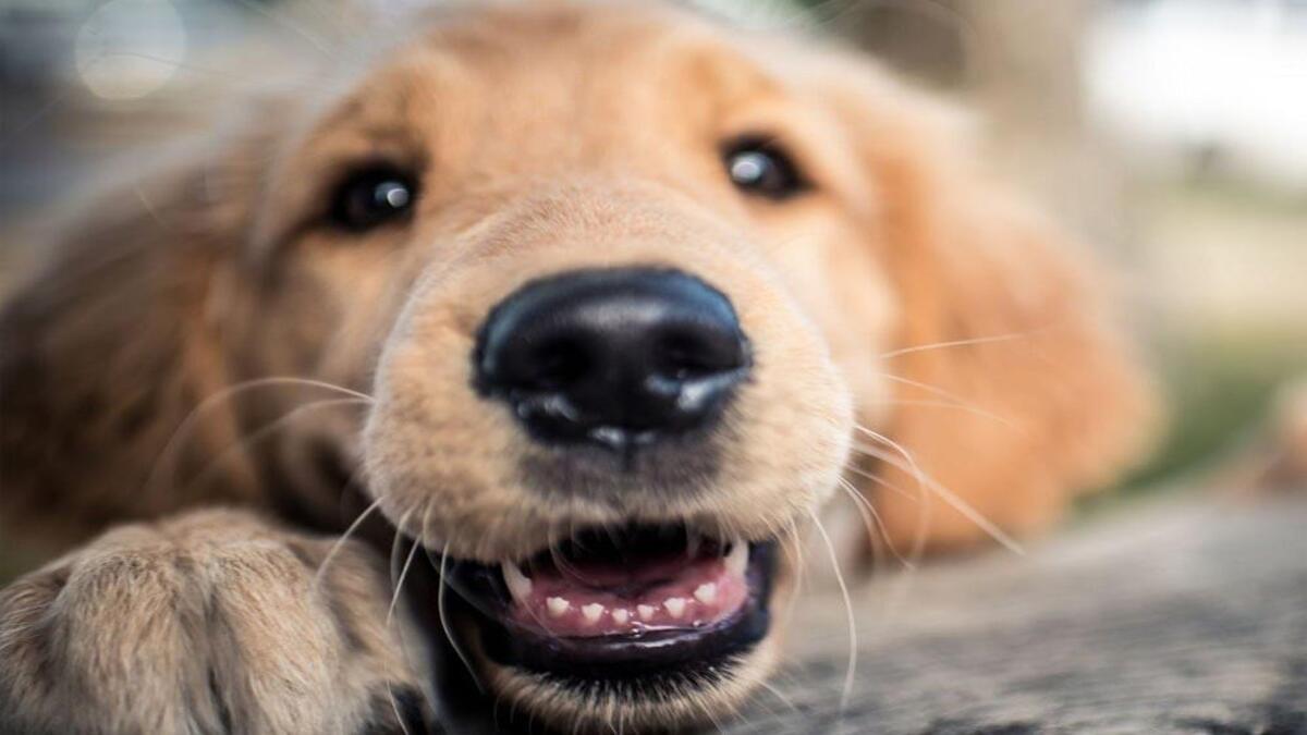 Tout savoir sur la fonction des moustaches chez les chiens et les chats