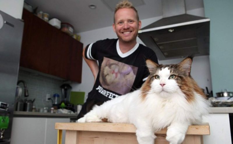 Rencontrez Samson, le plus gros chat du monde