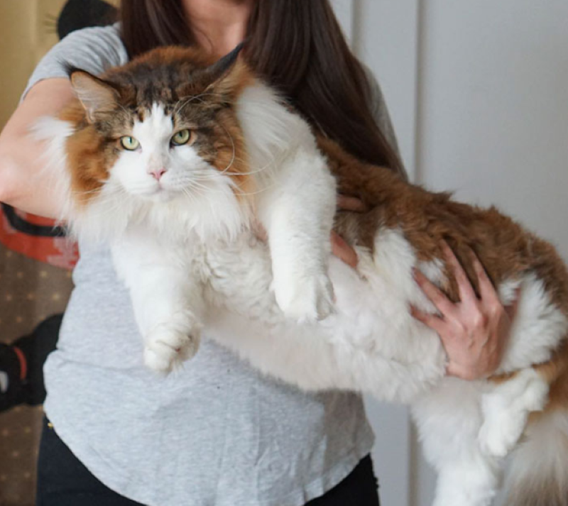 Rencontrez Samson, le plus gros chat du monde